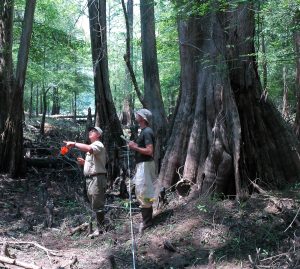 Researchers in Forest